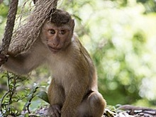 Детский сад для детенышей обезьян открылся в зоопарке Екатеринбурга