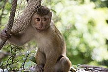 Детский сад для детенышей обезьян открылся в зоопарке Екатеринбурга