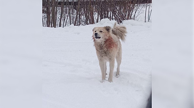 В Югре стая бездомных псов насмерть загрызла женщину