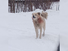 В Югре стая бездомных псов насмерть загрызла женщину
