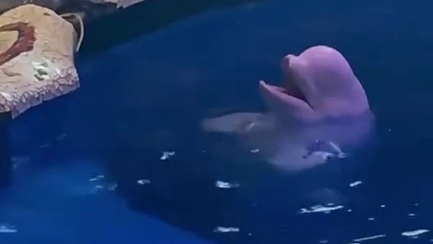 Кит потушил сигарету посетителя, который закурил в китайском океанариуме