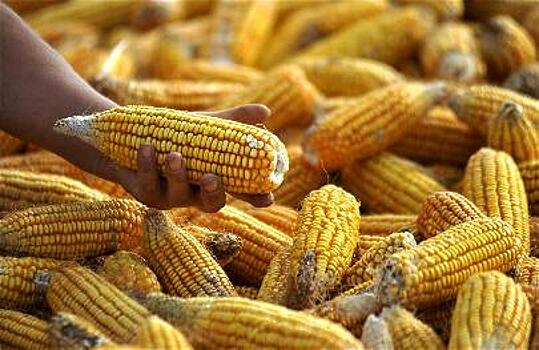 Азербайджан начал экспорт нового урожая кукурузы