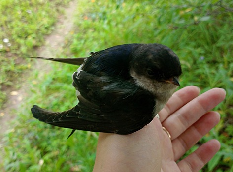 Нижегородка пытается спасти раненого птенца ласточки