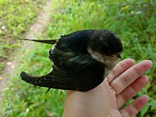 Нижегородка пытается спасти раненого птенца ласточки