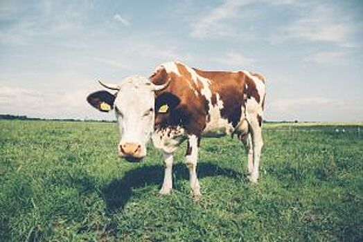 В частном подворье в Минводах найдены больные бруцеллезом коровы