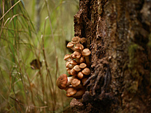 Остались «пенсионеры»: миколог рассказал, какие грибы сейчас можно встретить в Подмосковье