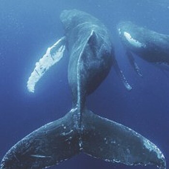 Большие и добрые: 5 лучших туров для плавания с китами