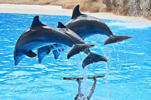 Зоозащитники протестуют против создания дельфинария в Астане