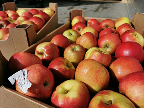 Таможня не пустила в Самарскую область 21 тонну польских яблок