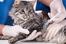 Тамбовских кошек и собак пытаются уберечь от страшного недуга