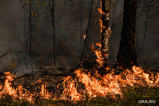 Ученый: на восстановление свердловских лесов от пожаров нужен век