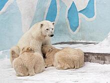 Год исполнился белым медвежатам Белке и Стрелке в Новосибирске