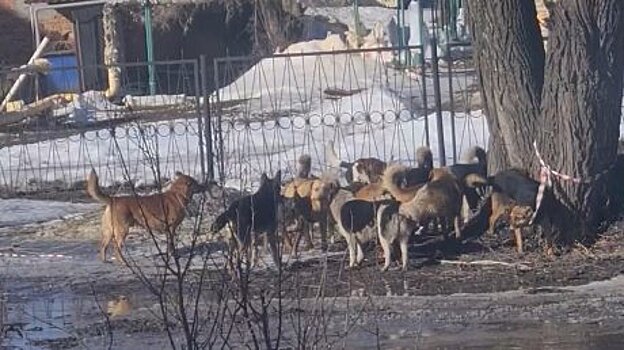 Глава Кузнецка рассказал, что сделал бы с хозяевами собак на самовыгуле