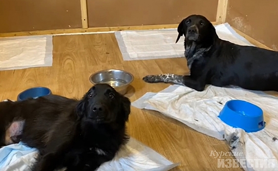 Курская зоозащитница отвезла в Москву двух собак для операции на позвоночник