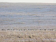 3 тонны овса и соли для подкормки разместили в «Ивано-Арахлейском» парке