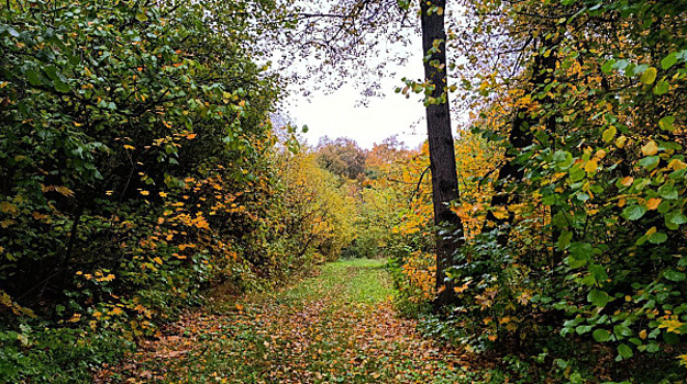 В Жигулевском заповеднике показали кадры с брачными играми барсуков
