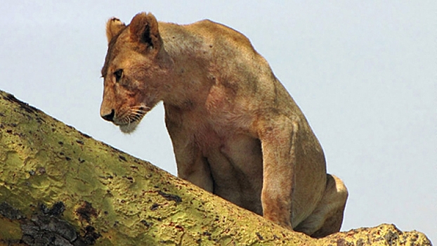 Лев напал на посетителя бани в Запорожье