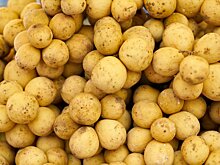 Подмосковье вышло на 70-процентное самообеспечение картофелем – губернатор Московской области