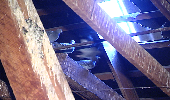 Голубятня над головой: в Дмитровском округе люди вынуждены жить под дырявой крышей
