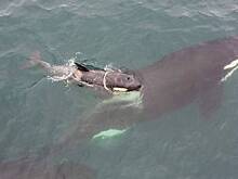 Малыша косатки, застрявшего в пластиковом кольце, пытаются спасти на Камчатке