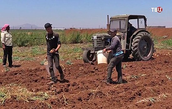 В сирийской провинции Дераа восстанавливают сельское хозяйство