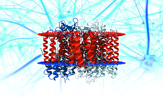 Биофизики расшифровали подлинную структуру родопсина KR2