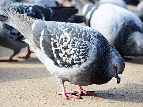 "Таскают все из помоек": москвичи пожаловались на стаи голубей в городе