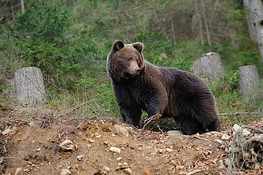 Полиция прогнала медведицу с медвежатами с улиц города на Камчатке
