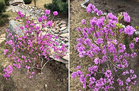 Во Владивостоке зацвел багульник (фоторепортаж)