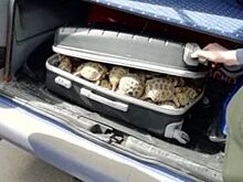 Машину с полным чемоданом черепах остановили на границе Челябинской области