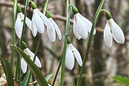 В горах Сочи в декабре зацвели подснежники