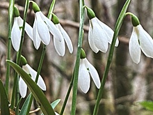 В горах Сочи в декабре зацвели подснежники