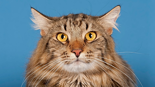 Котов сибирской породы назвали достоянием России