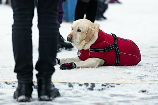 Синоптики рассказали, ждать ли калининградцам морозов в январе