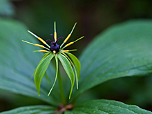 Отвратительная восьмерка: самые опасные ягоды в лесу