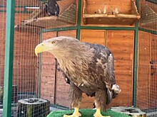 Спасенная из заброшенного парка в Сочи самка белохвостого орлана отложила яйцо