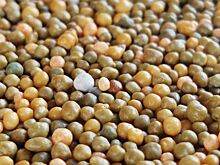 Азот, фосфор, калий: что можно уменьшить для сои и кукурузы