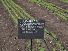 Сотрудники "Самаралеса" рассказали, как выращивать ели и березы