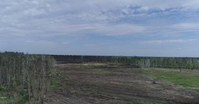На участке, где уничтожено наркосодержащее растение, в Усольском районе будет посажен лес