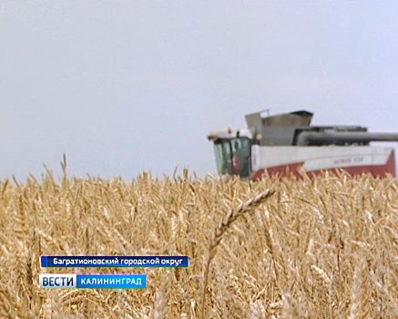 В Калининградской области практически завершили уборку пшеницы