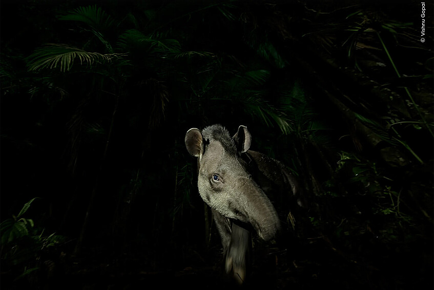 Победитель конкурса в категории «Портреты животных» «Лицо леса». Тапир осторожно выходит из тропического леса в Сан-Паулу Бразилия