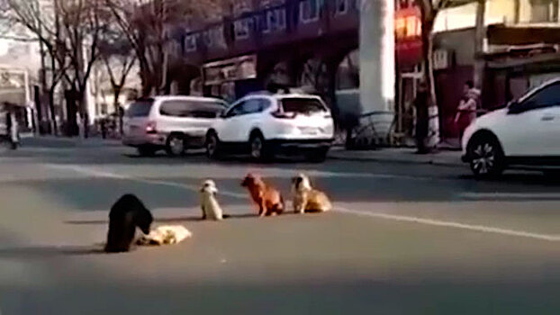 Стая собак перекрыла дорогу для охраны погибшего пса: видео