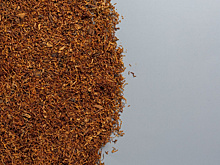 Табачное сырье из Тайланда с мухой-горбаткой не пустили в Новороссийск