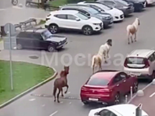 Группа соблюдающих ПДД лошадей в Новой Москве попала на видео
