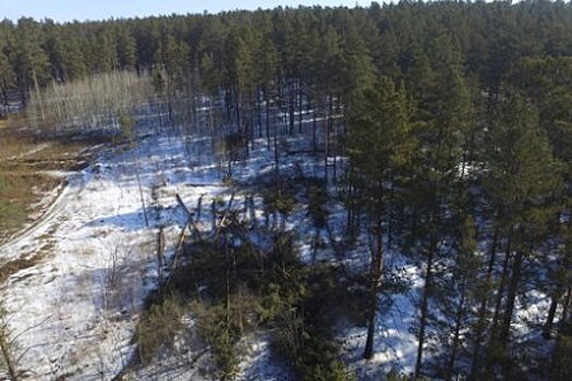 Для обустройства пожарных рвов в Иркутске вырубили часть лесного массива