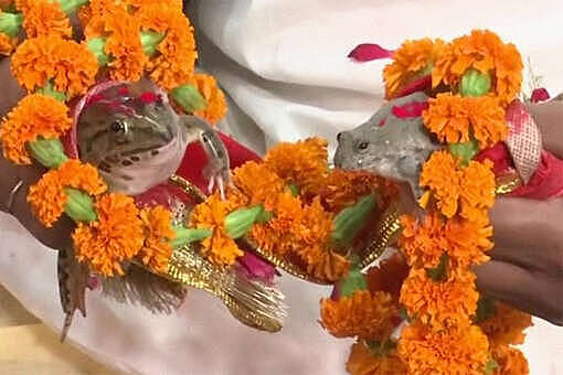 Индийцы устроили свадьбу лягушек, чтобы вызвать дождь