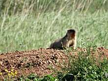 Численность сурков-байбаков в Удмуртии растёт