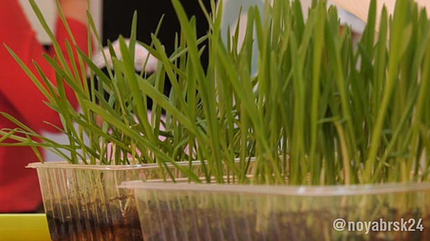 Юные агрономы из Ноябрьска ухаживают за растениями в «умной» теплице