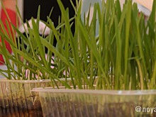 Юные агрономы из Ноябрьска ухаживают за растениями в «умной» теплице