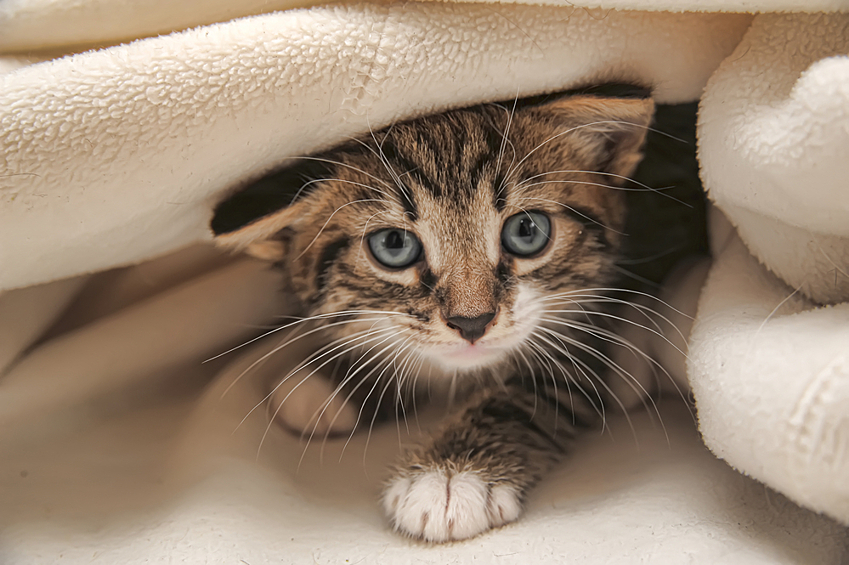 Первые три месяца глаза у всех котят ярко-голубые.